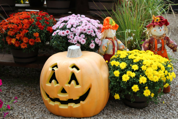 菊花和南瓜décor万圣节图片下载