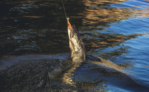 赞德在淡水池塘钓到的鱼。图片下载