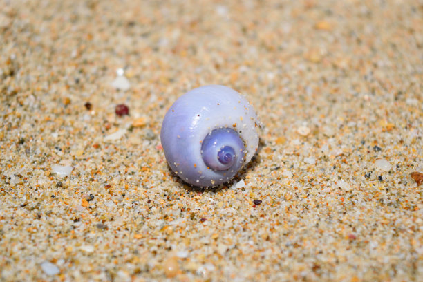 海螺壳图片下载