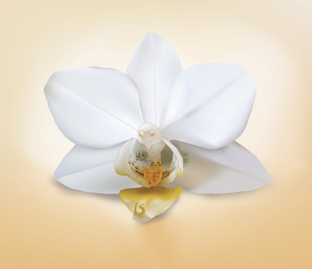 孤立的兰花。罕见的飞蛾迷你白兰花杂交，白色背景花，混合阴影。向量保存在eps10。阴影在网格背景上。图片下载