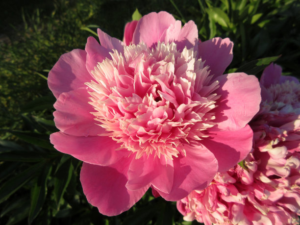 阳光照射的牡丹花图片下载