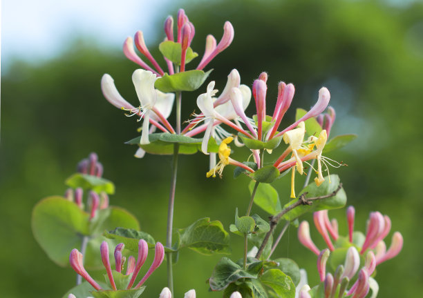 贯穿性的图片下载