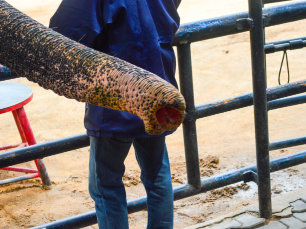 大象用鼻子搜寻食物图片下载