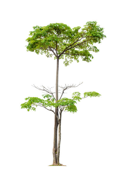 绿树自然孤立在白色的背景图片下载