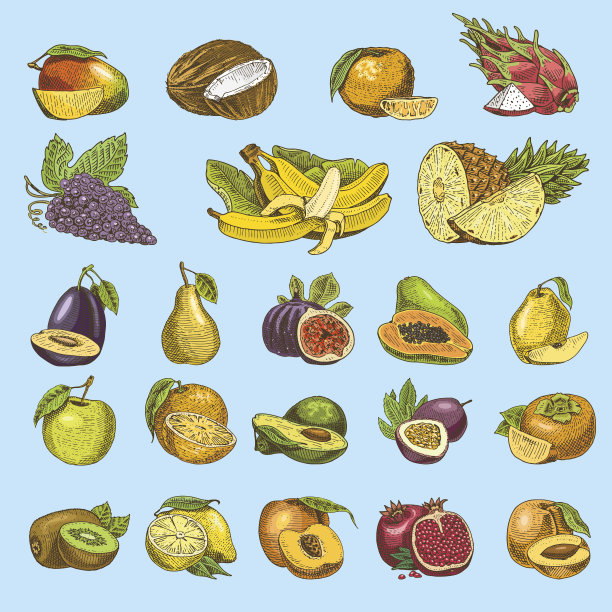 一套手绘，雕刻新鲜水果，素食食品，植物，陈年橙子和苹果，葡萄椰子，葡萄柚，梨，桃子，李子图片下载