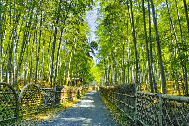 竹林、小径和老茅屋图片下载