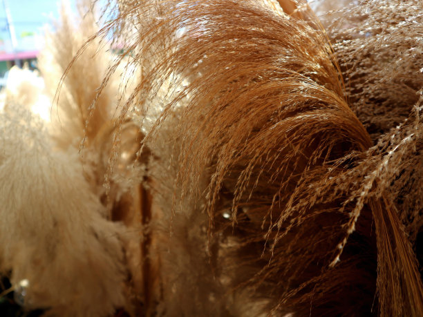 扫帚草图片下载