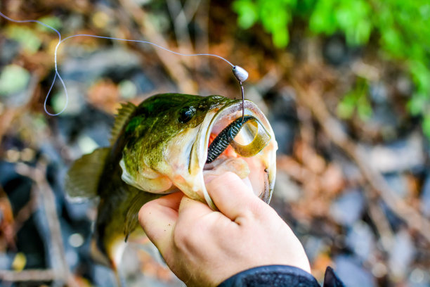 带鱼饵的大嘴鲈鱼图片下载