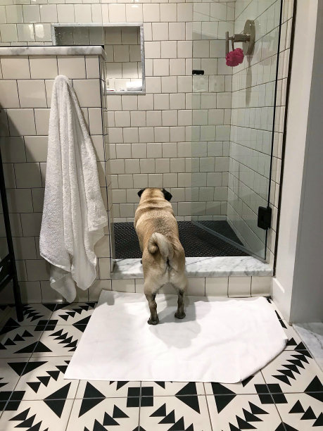 哈巴狗的挑战图片下载