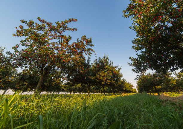 初夏，果园里的红色和甜美的樱桃树在枝头摇曳图片下载