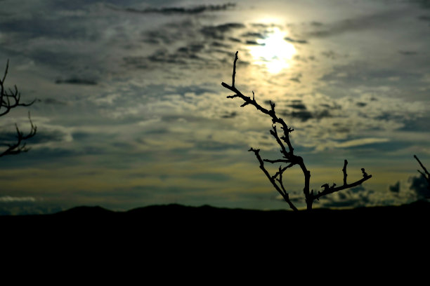 巴拿马的大平原自然,生态,背景图片下载