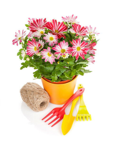 盆花和园艺工具图片下载