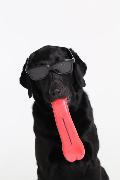 有趣的黑色实验室图片下载