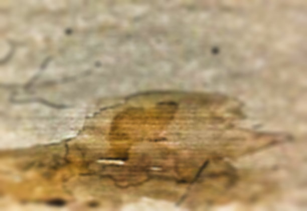 背景爵士乐图片下载