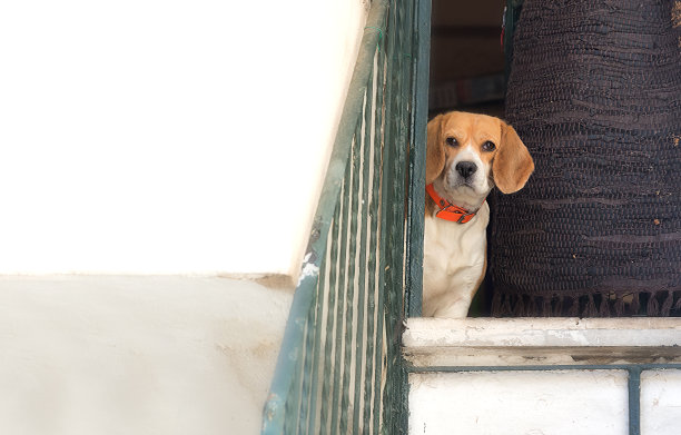 狗的不信任。图片下载