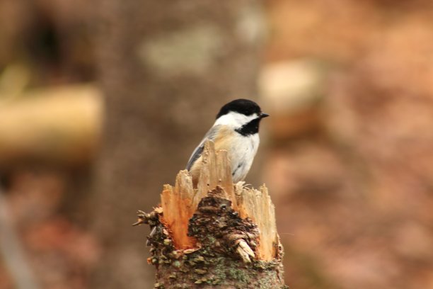 野生鸟类山雀图片下载
