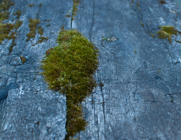 长满青苔的董事会图片下载