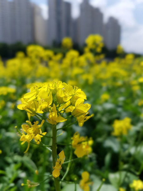 黄芥花花图片下载