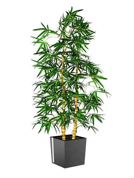 盆栽植物图片下载