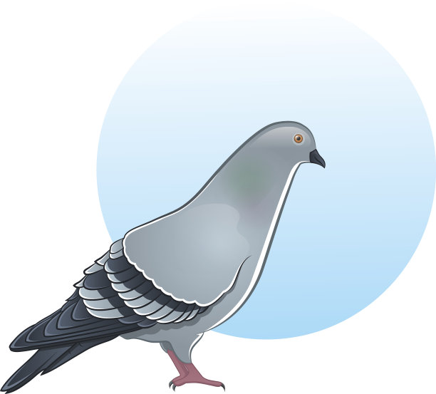 可爱的矢量鸽子插图图片下载