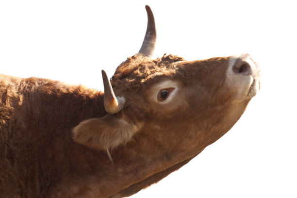 牛的头图片下载