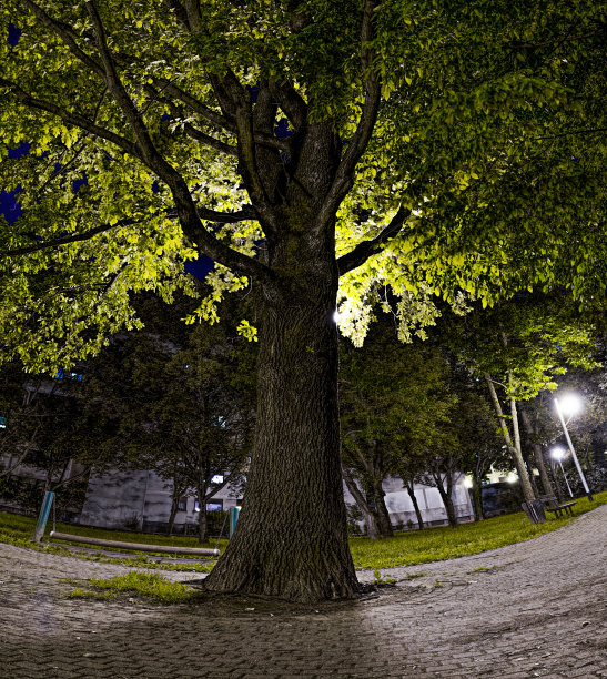 郊区的宁静的树图片下载