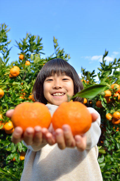 橙色的挑选图片下载