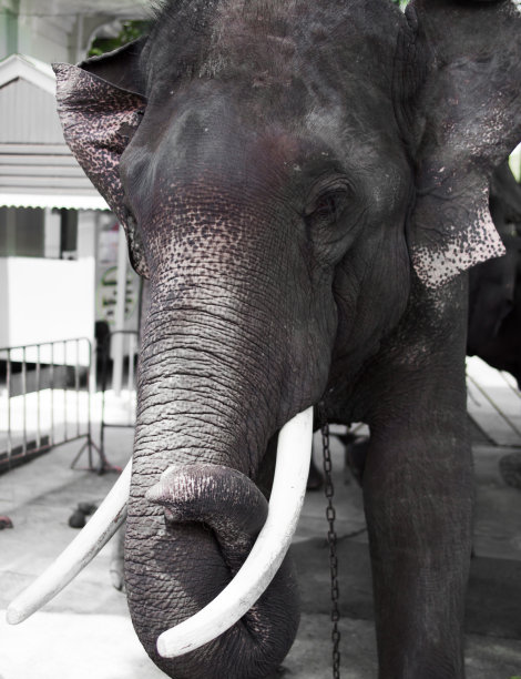 泰国的大象图片下载