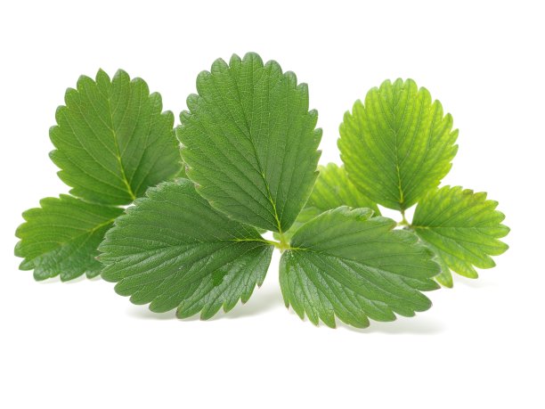 草莓叶子孤立在白色背景上图片下载