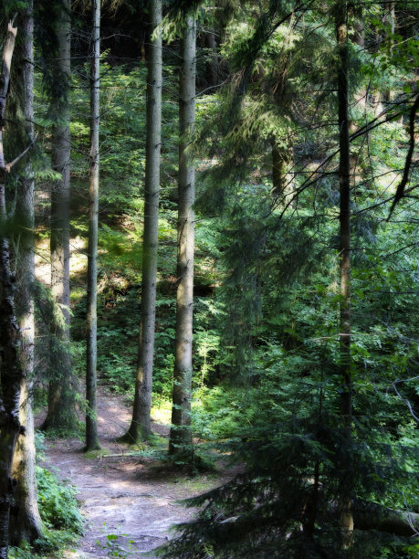 森林就像画图片下载