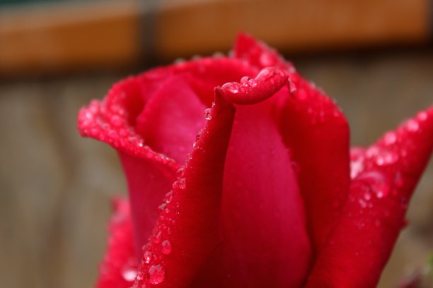 雨中花图片下载