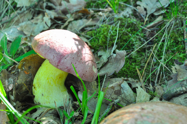 森林里珍稀的受保护的蘑菇。(牛肝菌属菌类钦定讲座)。图片下载