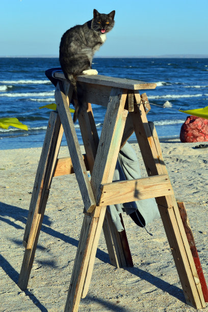 灰猫和一张桌子坐在海边图片下载