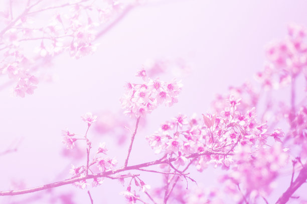 樱花图片素材ID：160034620