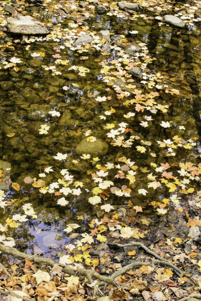 秋色一瞥图片下载