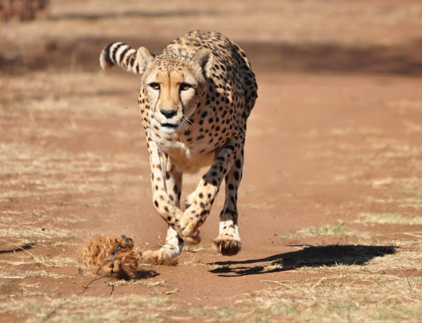 猎豹在奔跑，追逐着诱饵素材图片