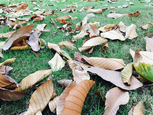 干的和新鲜的图片下载