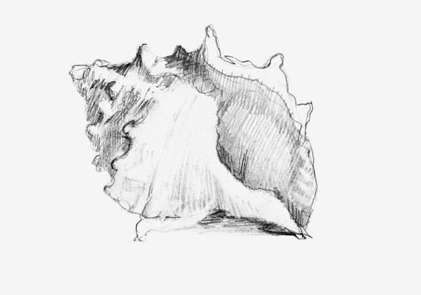 海贝壳孤立在白色。铅笔画画图片下载