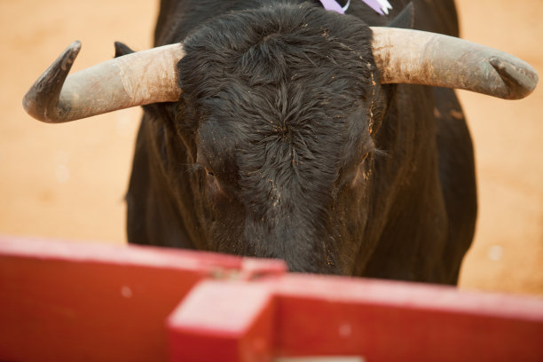 斗牛头细节图片下载