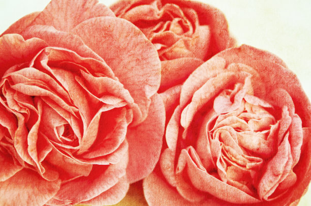 红玫瑰图片下载