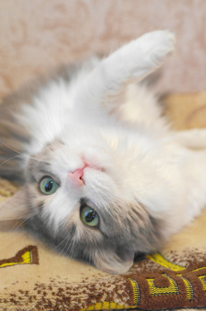 躺在猫的背上图片下载