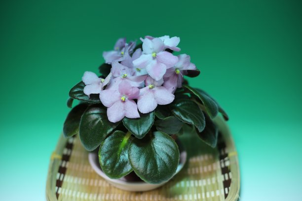 非洲紫罗兰花图片下载