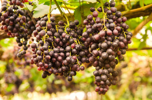 葡萄园图片下载