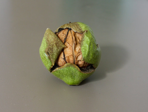 核桃的皮图片下载