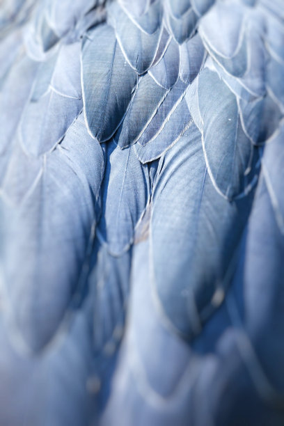 鲸头鹳图片下载