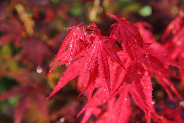 柔和的日本枫树。叶子。图片下载