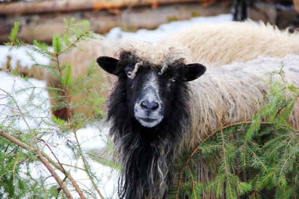 羊图片下载