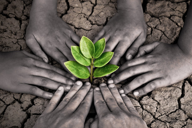 保护树图片下载