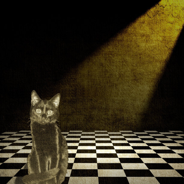 房间内部和黑猫图片下载