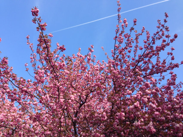 苹果树开花图片下载